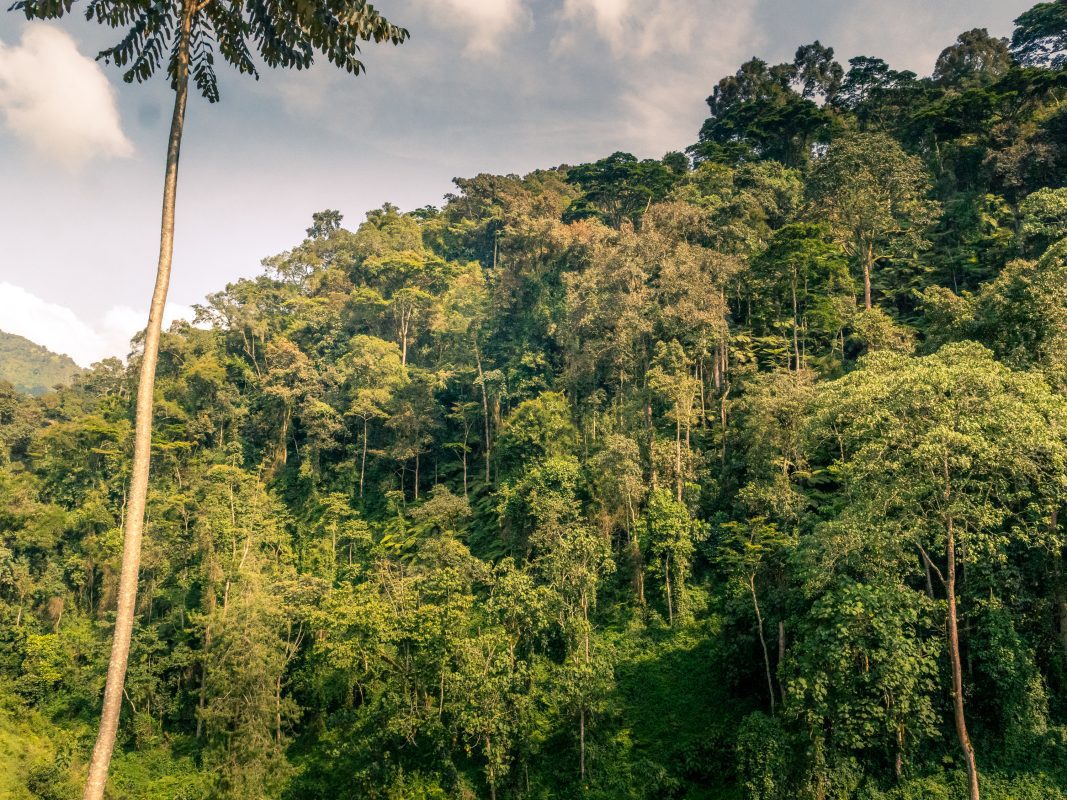 Gorilla Trekking In Bwindi: Everything You Need To Know Before You Go 2 Bwindi Impenetrable Forest National Park