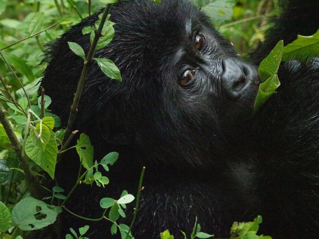 Gorilla Trekking In Bwindi: Everything You Need To Know Before You Go 8 GORILLA TREK FOR GTV 47