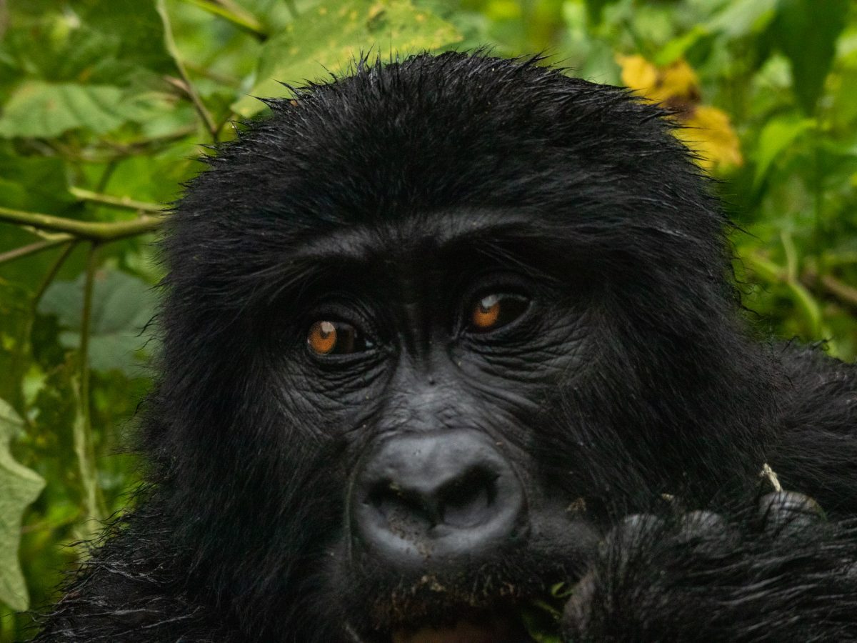 Gorilla Trekking In Bwindi: Everything You Need To Know Before You Go 3 up close with the gorillas