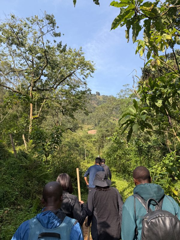 Gorilla Trekking In Bwindi: Everything You Need To Know Before You Go 14 setting out on the trek