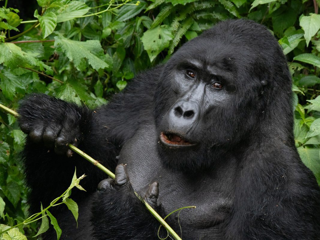 Gorilla Trekking In Bwindi: Everything You Need To Know Before You Go 7 the leader of the pack - the male silverback gorilla