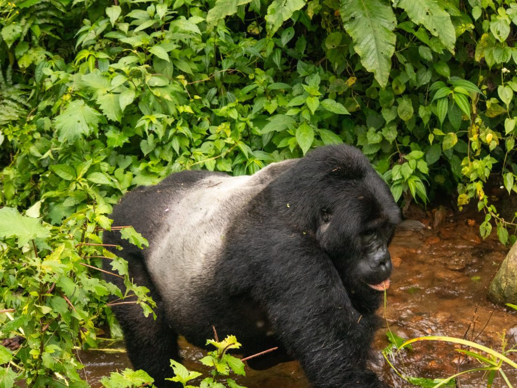 Gorilla Trekking In Bwindi: Everything You Need To Know Before You Go 16 silverback crossing the stream