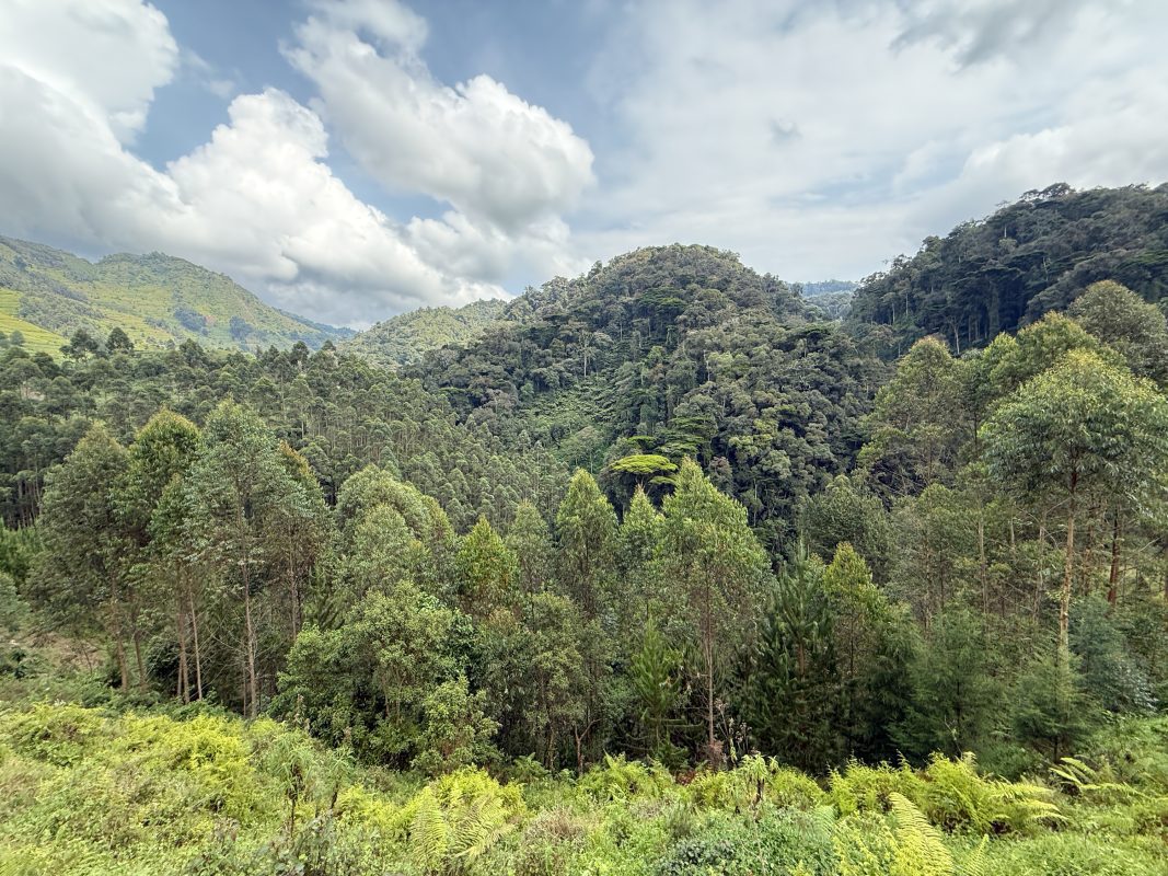 Gorilla Trekking In Bwindi: Everything You Need To Know Before You Go 4 VIEW