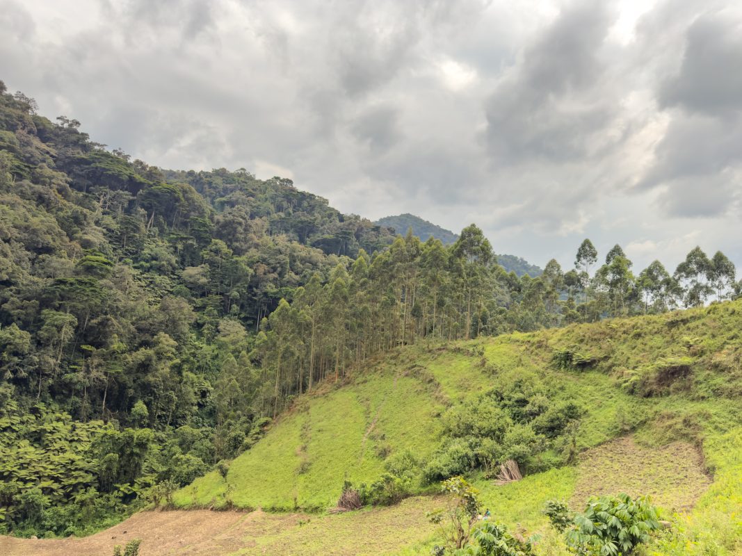 Gorilla Trekking In Bwindi: Everything You Need To Know Before You Go 17 the terraces in Bwindi