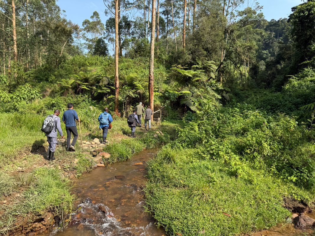 Gorilla Trekking In Bwindi: Everything You Need To Know Before You Go 5 trekking can take you past streams and up hills