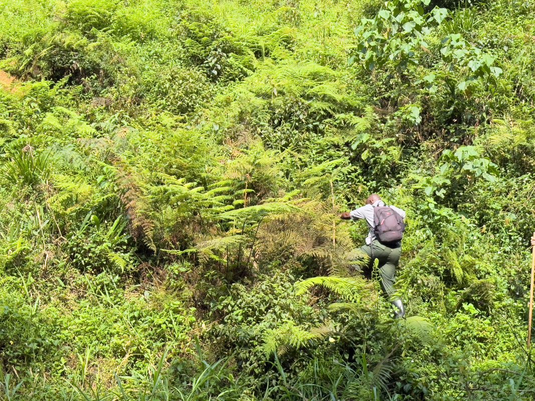 Gorilla Trekking In Bwindi: Everything You Need To Know Before You Go 11 Benjamin hacking up the hill