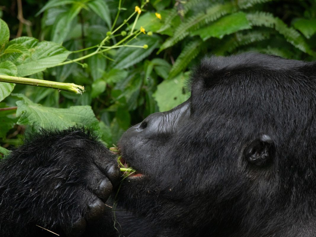 Gorilla Trekking In Bwindi: Everything You Need To Know Before You Go 19 eating is one of their favourite pastimes