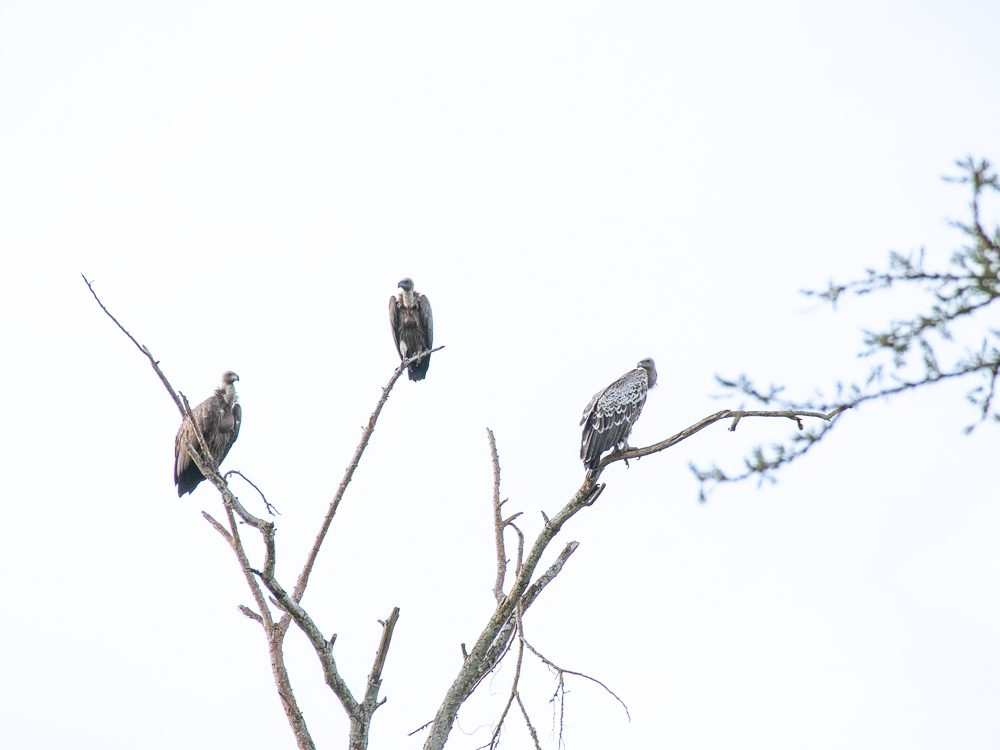 Luxury Stay At Mihingo Lodge, Lake Mburo, Uganda 17 3 vultures sit in a barren tree and watch for carcasses to scavenge
