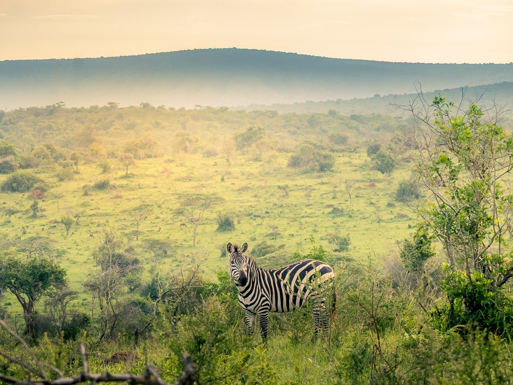 Luxury Stay At Mihingo Lodge, Lake Mburo, Uganda 13 one of the many zebras