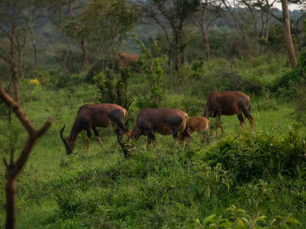 Luxury Stay At Mihingo Lodge, Lake Mburo, Uganda 14 LAKE MBURO NATIONAL PARK 5