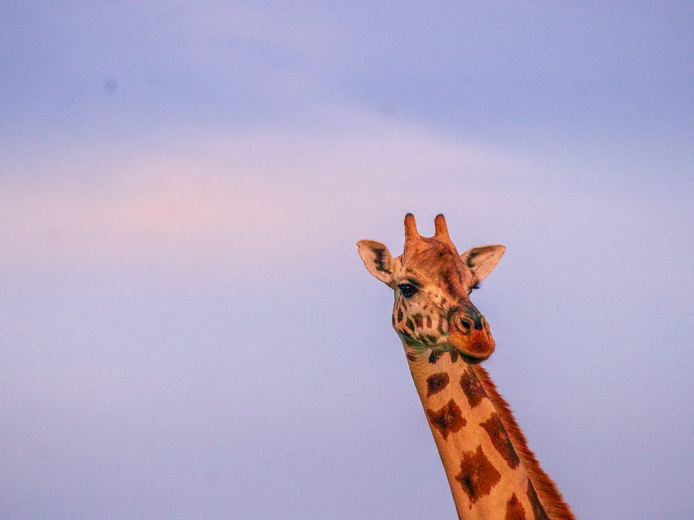 Luxury Stay At Mihingo Lodge, Lake Mburo, Uganda 3 LAKE MBURO NATIONAL PARK 8