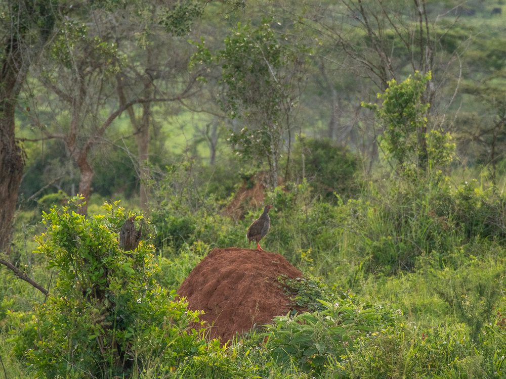 Luxury Stay At Mihingo Lodge, Lake Mburo, Uganda 16 the noisy francolin standing on a dirt pile