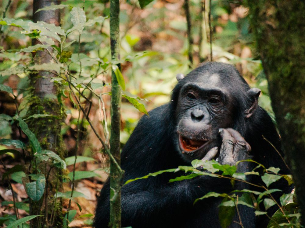 Chimp in Kibale National Park