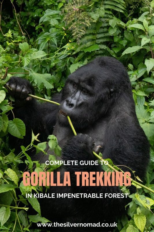 Gorilla Trekking In Bwindi: Everything You Need To Know Before You Go 23 complete guide to gorilla trekking 2