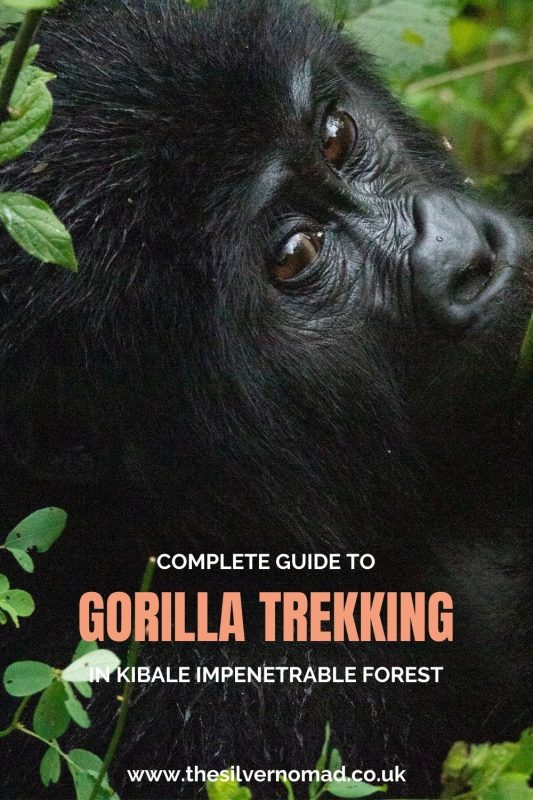 Gorilla Trekking In Bwindi: Everything You Need To Know Before You Go 22 complete guide to gorilla trekking