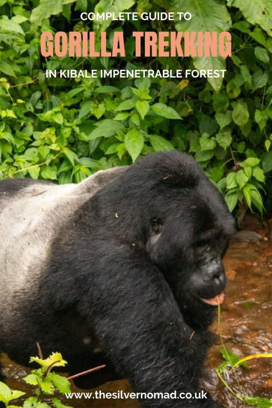 Gorilla Trekking In Bwindi: Everything You Need To Know Before You Go 24 gorilla trekking