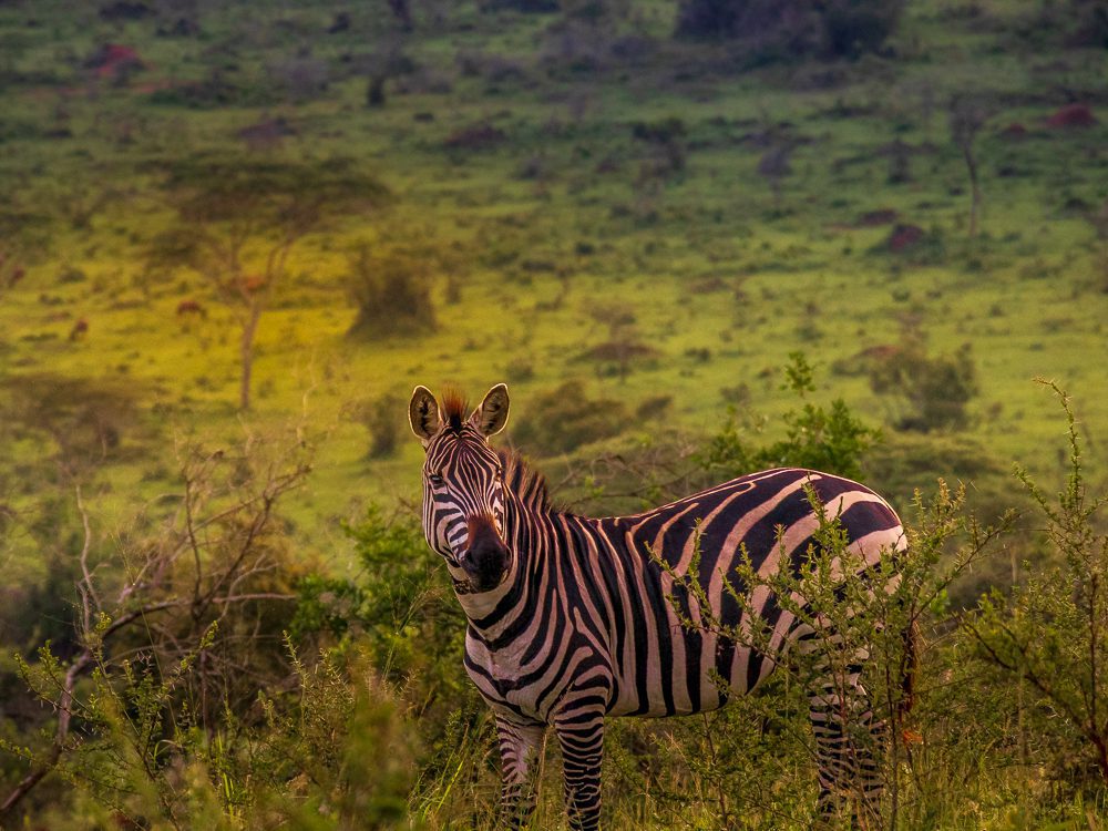 Luxury Stay At Mihingo Lodge, Lake Mburo, Uganda 4 Zebra in Mburo Park