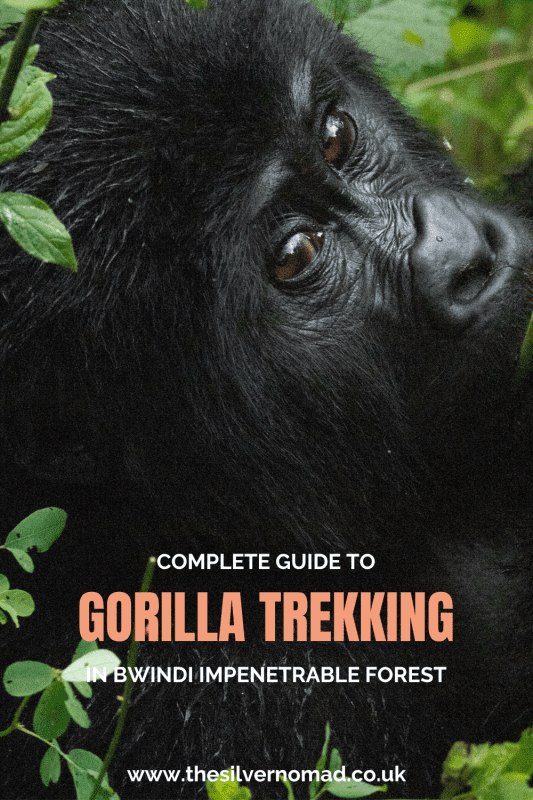 Planning a gorilla trek in Bwindi? This guide covers permits, packing lists, difficulty levels, and essential tips for an unforgettable wildlife adventure in Uganda.