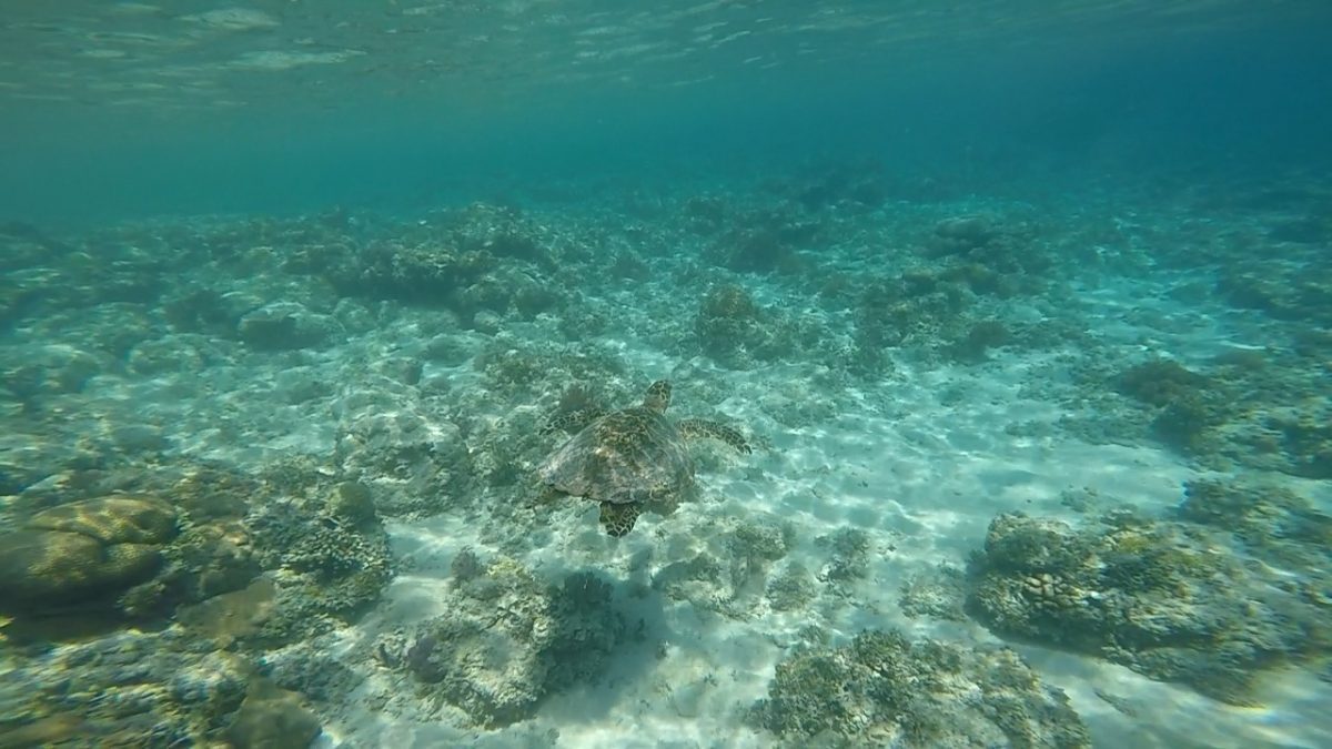 10 Amazing Things To Do In Lombok, Indonesia 8 clear waters of Lombok with a swiming turtle